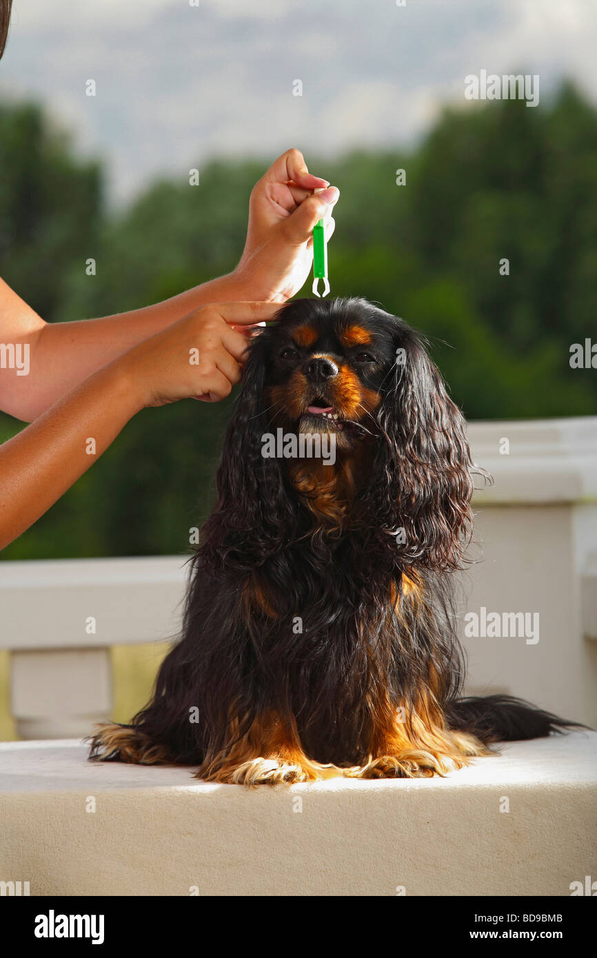 Removing tick from Cavalier King Charles Spaniel black and tan tick tongs Stock Photo