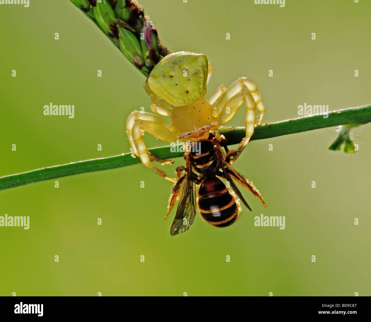 carb spider eating a bee Stock Photo
