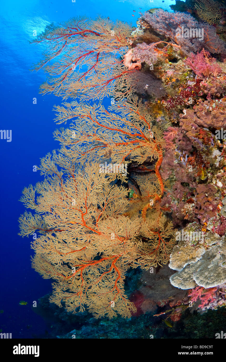 Philippines underwater coral reef hi-res stock photography and images ...