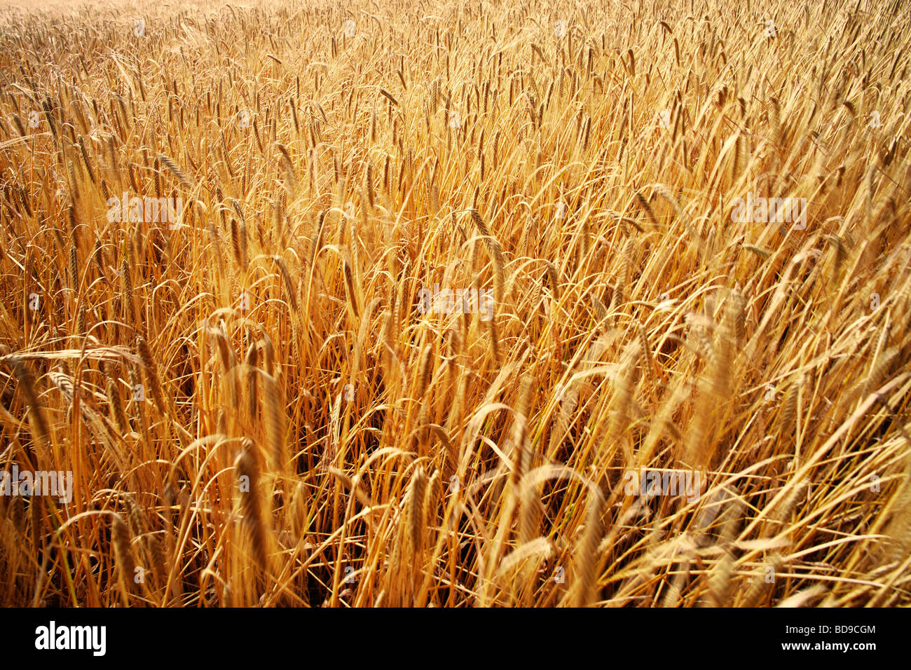 crops wheat cornfield farming agriculture field spring green food property real estate