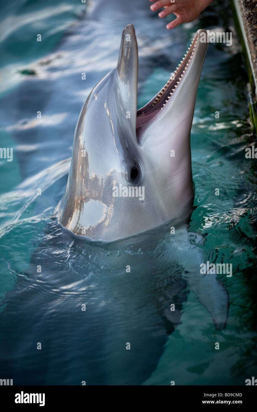 dolphin making human contact Stock Photo