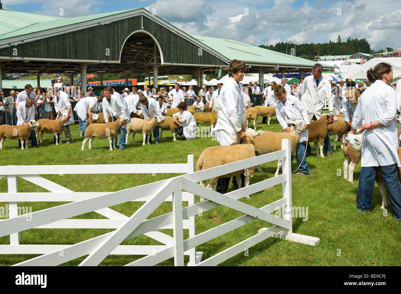 Texel sheep being judged at the Great Yorkshire Show Harrogate North Yorkshire England UK United Kingdom GB Great Britain Stock Photo