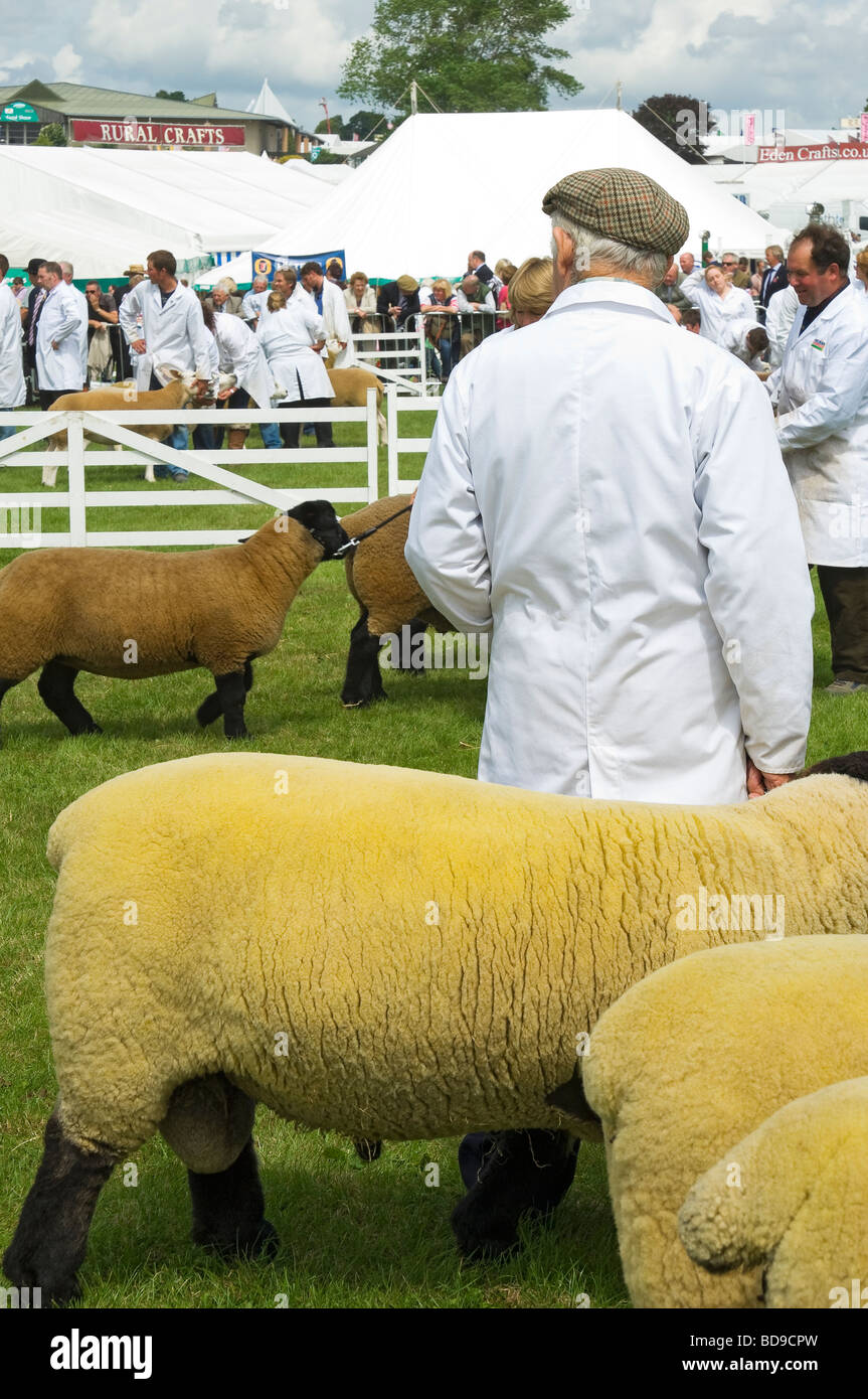 Preparing animals for country show hires stock photography and images