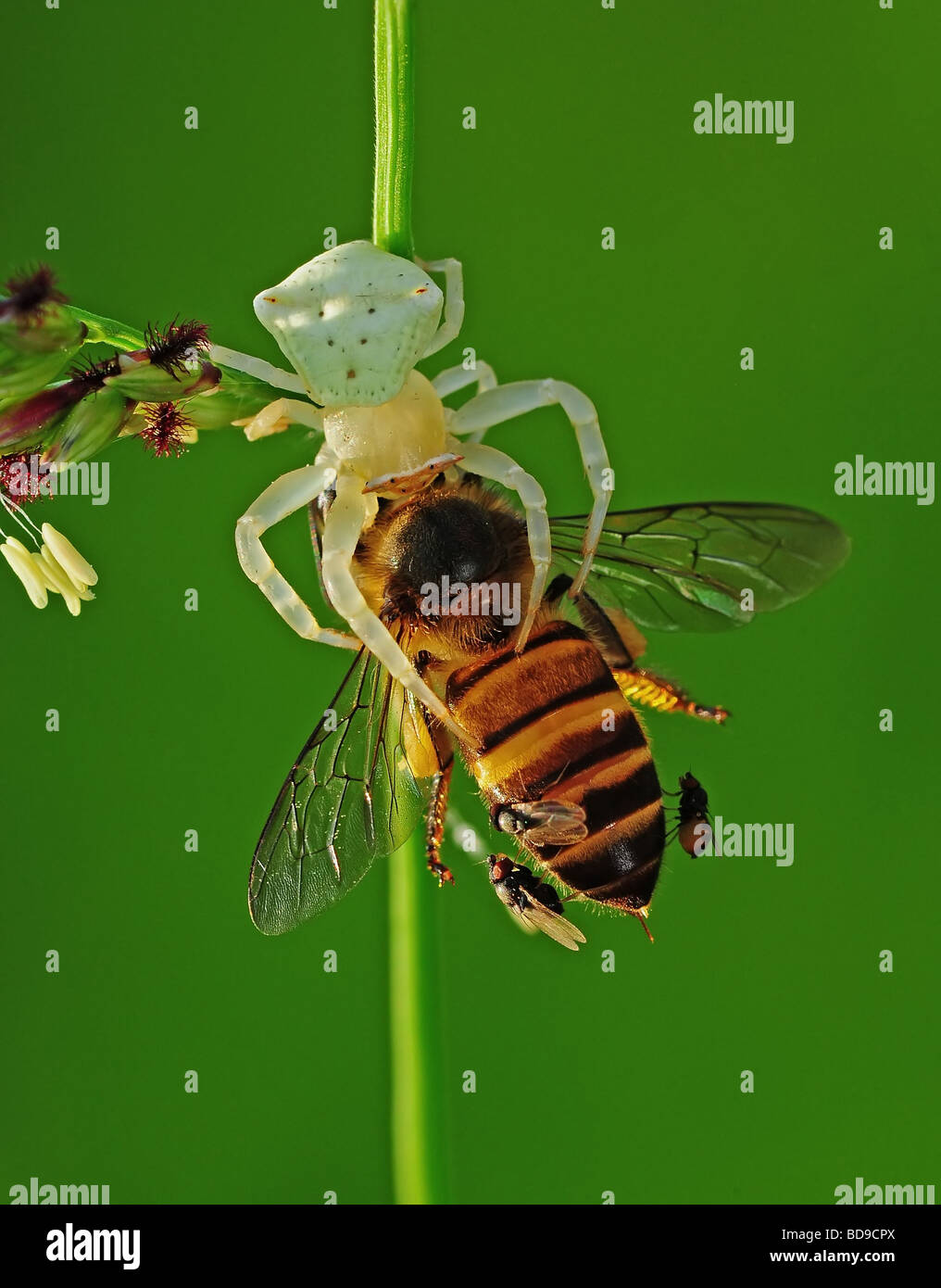 crab spider eating a bee Stock Photo Alamy
