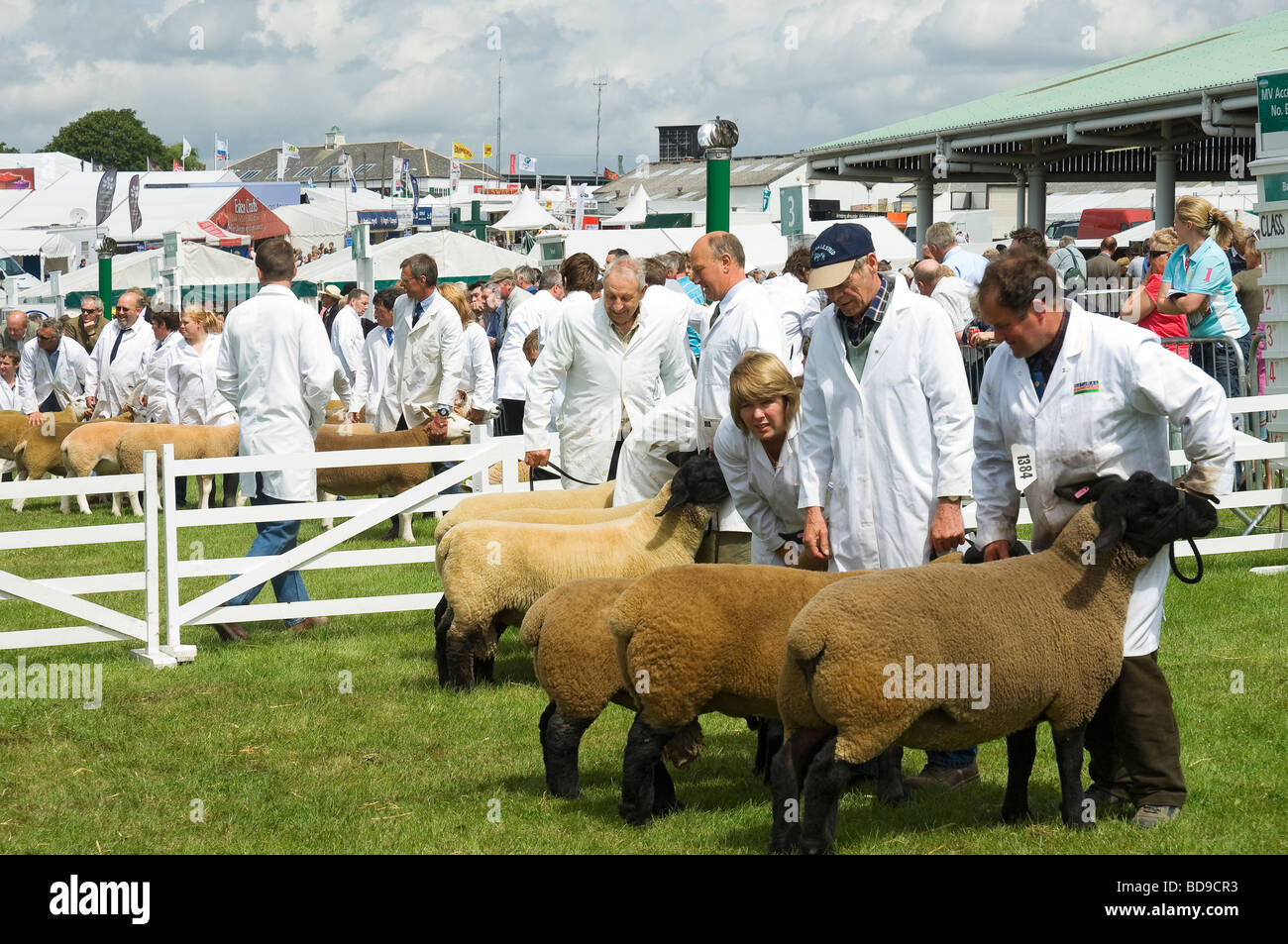 Farmers preparing sheep for judging at the Great Yorkshire Show in