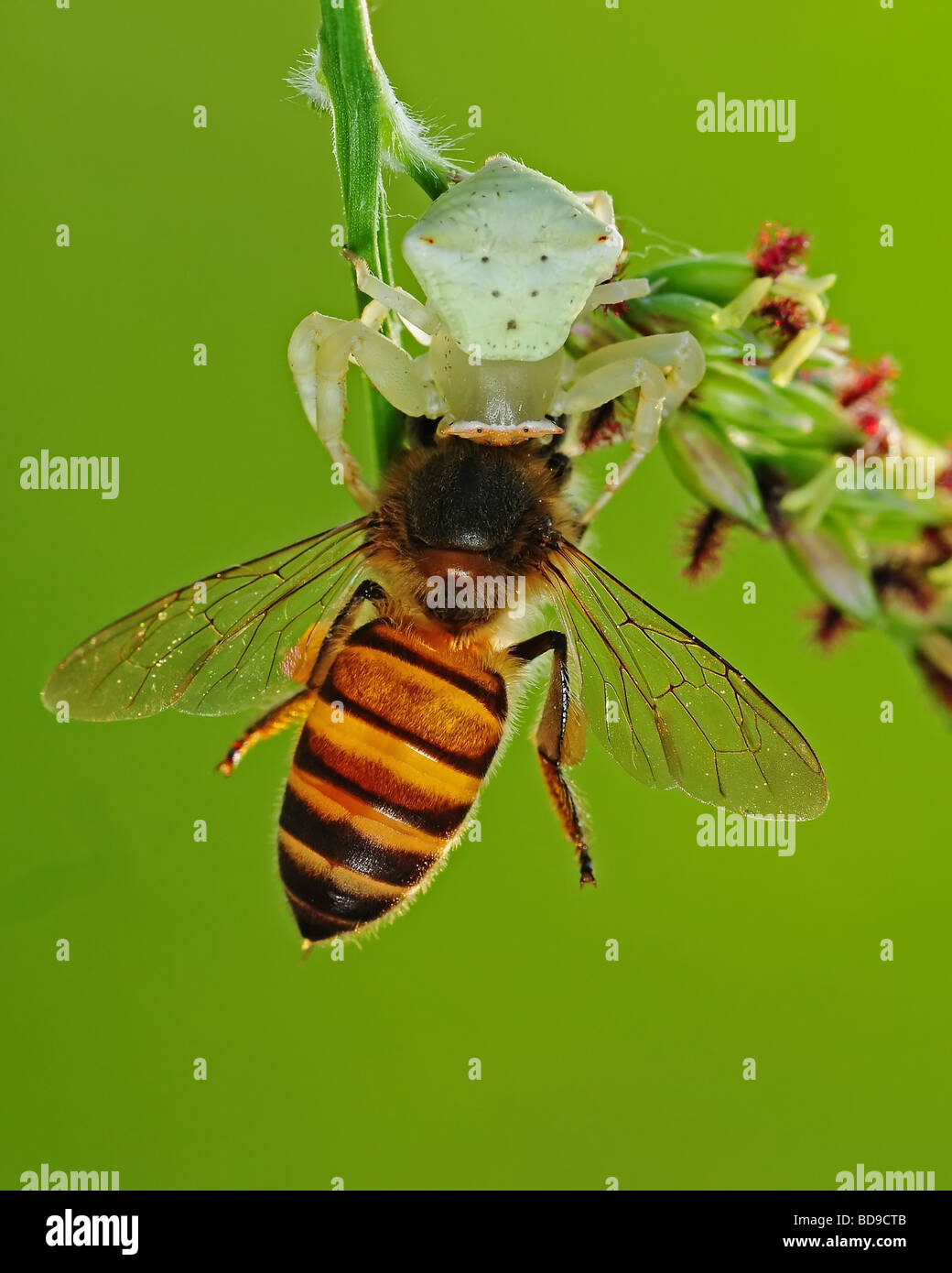 crab spider eating a bee Stock Photo