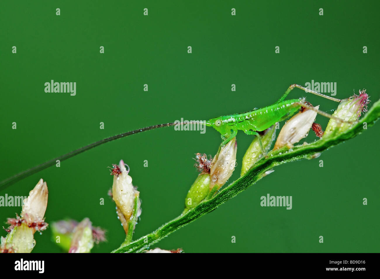 grasshopper in the parks Stock Photo