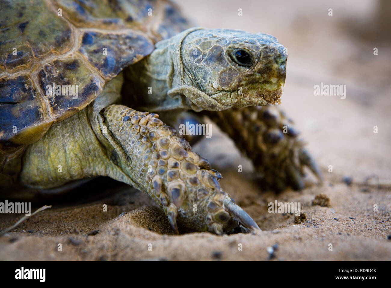 A turtle in Kyzyl Kum Desert in Uzbekistan. Stock Photo