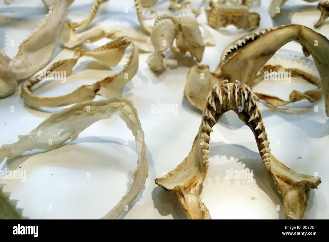 Selection choice bone bones skeleton mouth jaw different fish hires