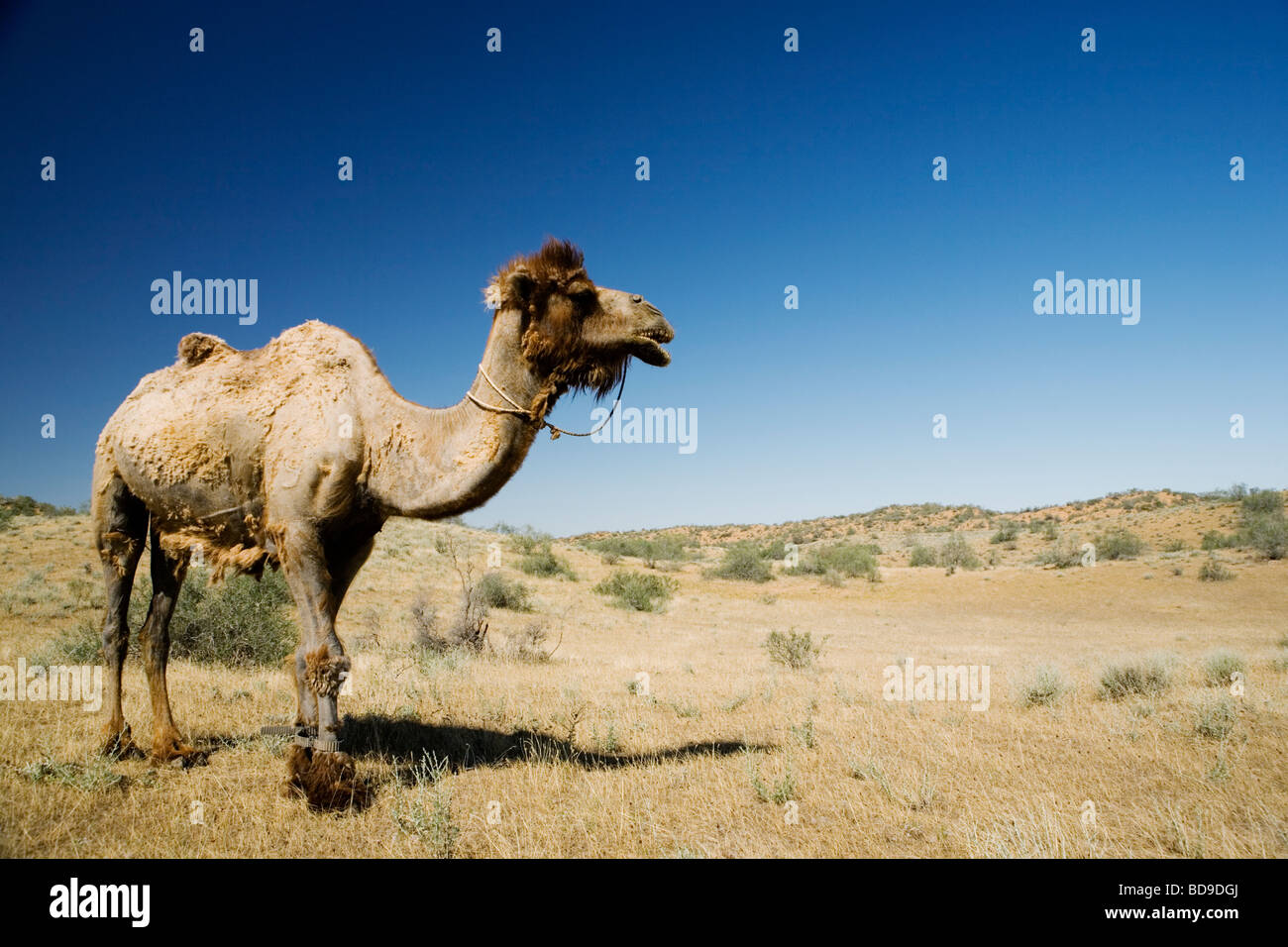 A Bactrian (two-humped) camel grazing in Kyzyl Kum Desert in Uzbekistan. Stock Photo