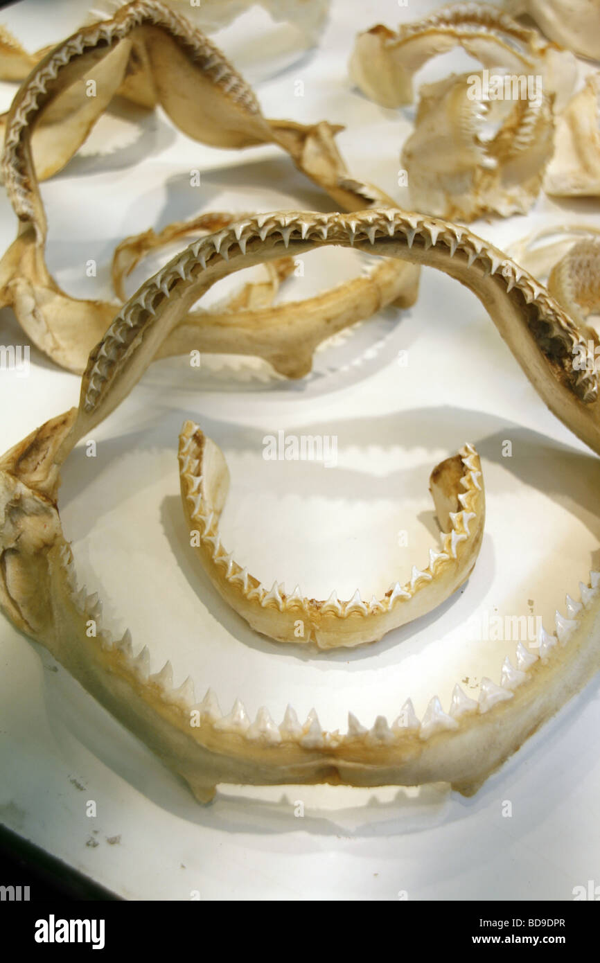 selection of fish jaws bones with sharp teeth Stock Photo Alamy