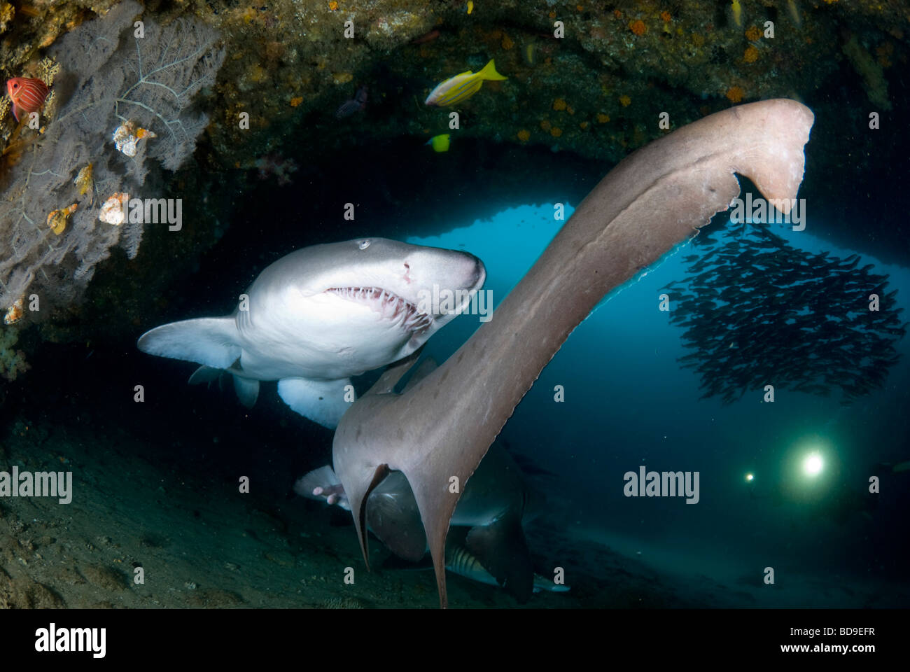 Ragged tooth sharks or Sand tigers (Carcharias taurus), Aliwal Shoal, South Africa Stock Photo