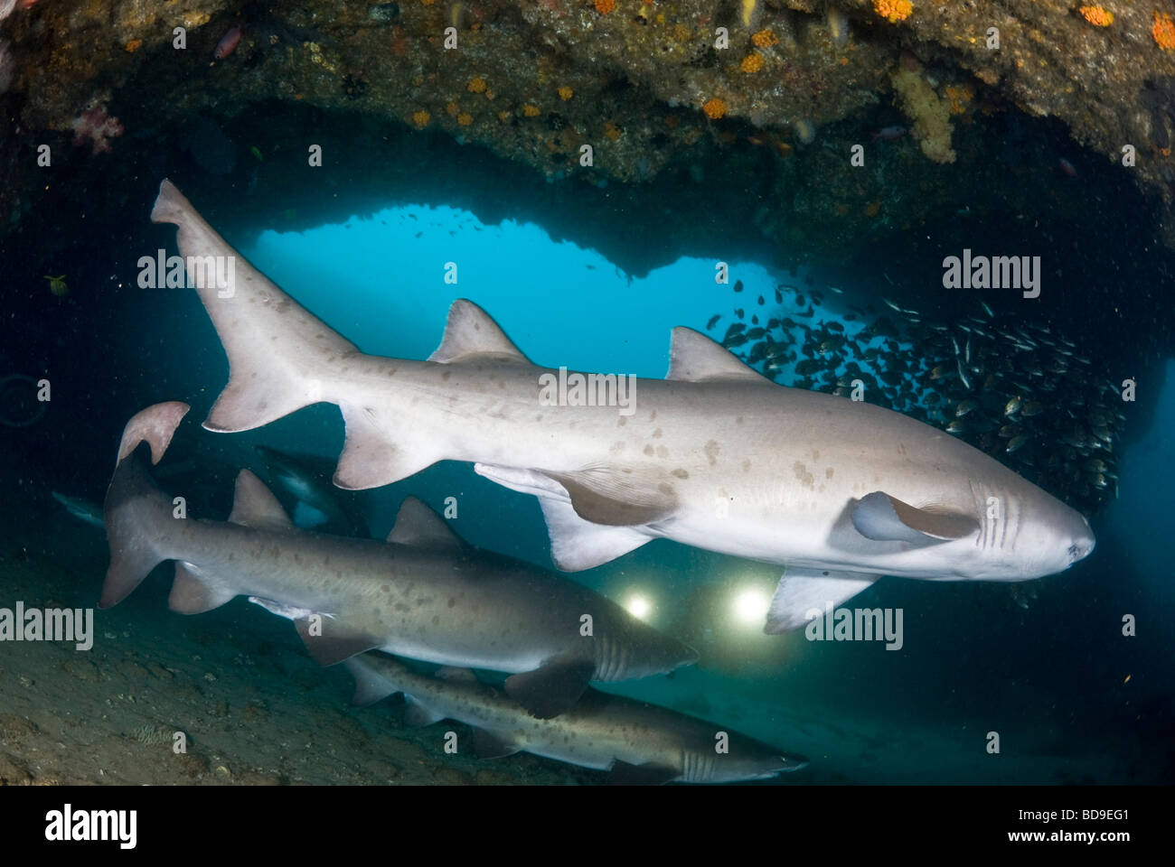 Ragged tooth sharks or Sand tigers (Carcharias taurus), Aliwal Shoal, South Africa Stock Photo