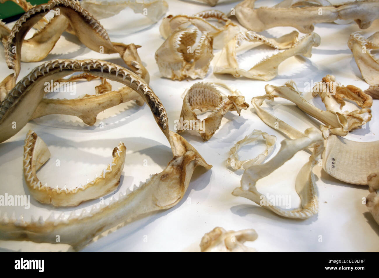 selection of fish jaws bones with sharp teeth Stock Photo Alamy