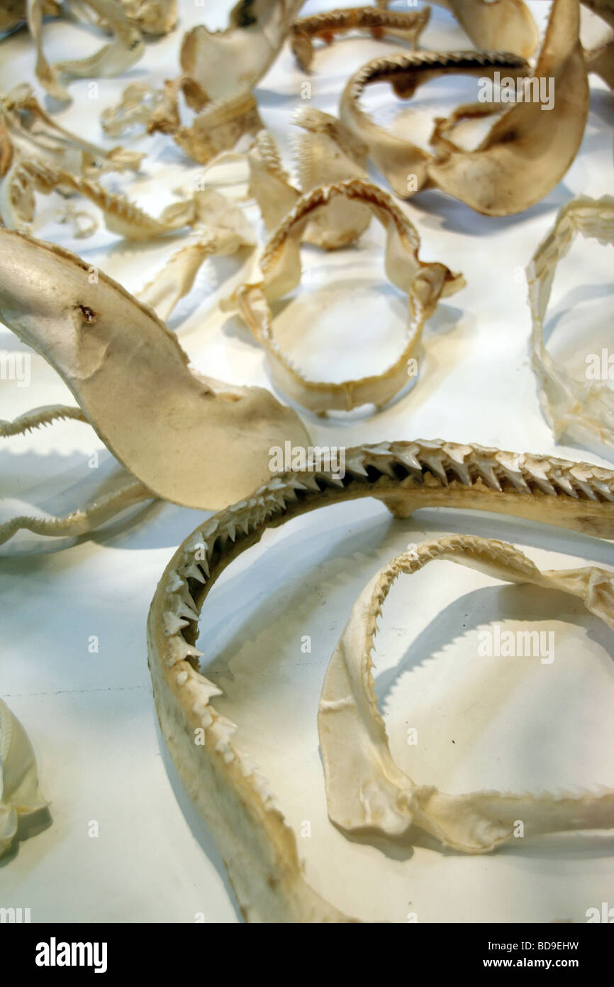 selection of fish jaws bones with sharp teeth Stock Photo - Alamy