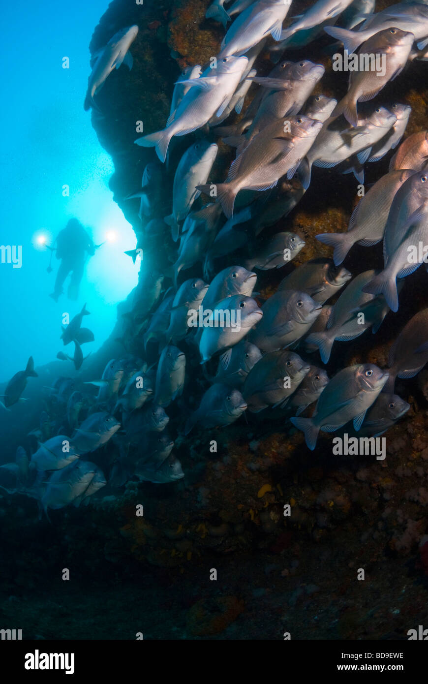 Scuba diver and schooling fish in Aliwal Shoal, South Africa Stock Photo