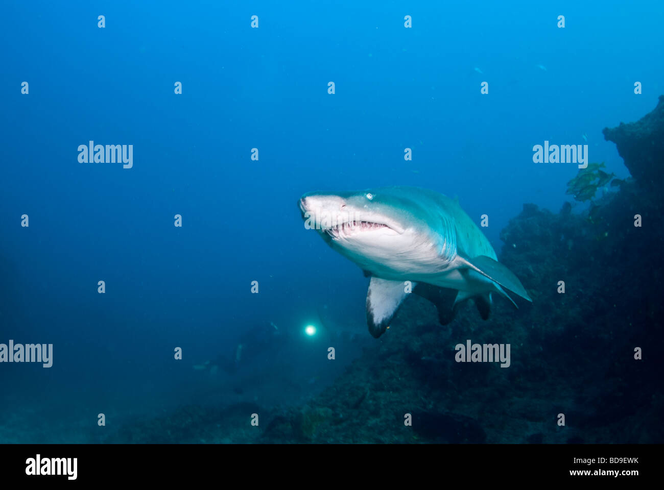 Tiger shark tooth hi-res stock photography and images - Alamy