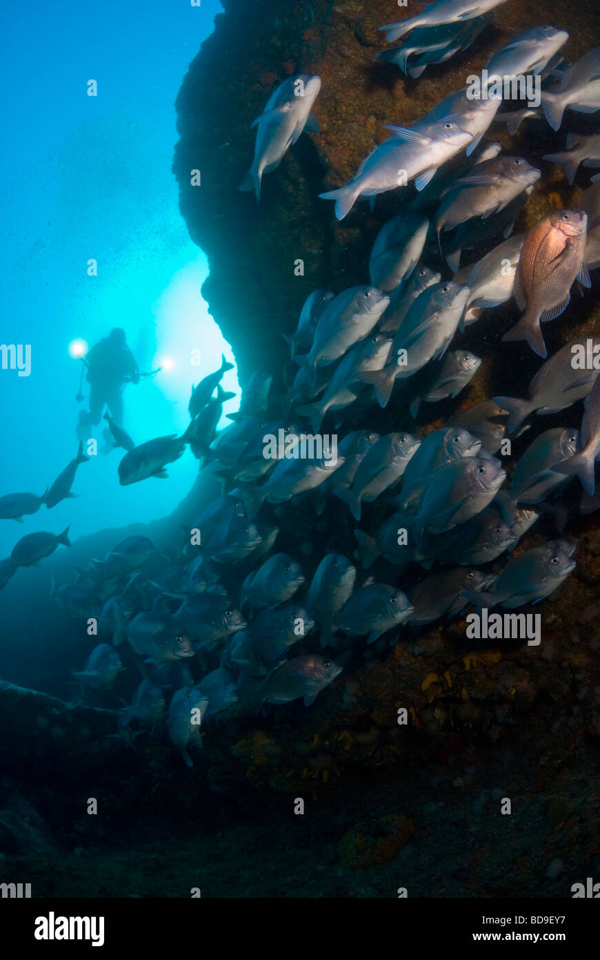 Scuba diver and schooling fish in Aliwal Shoal, South Africa Stock Photo
