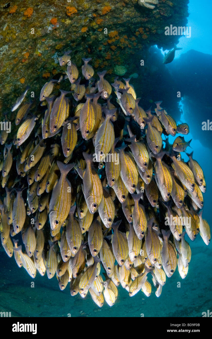 Schooling grunts in Aliwal Shoal, South Africa Stock Photo