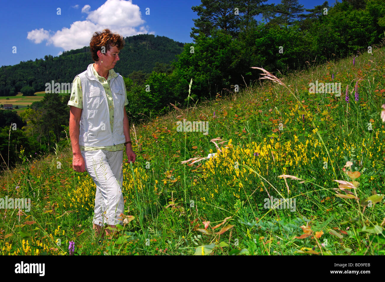 Femal person looking at plants during an observation tour along the orchid trail, Erlingsbach, Switzerland Stock Photo