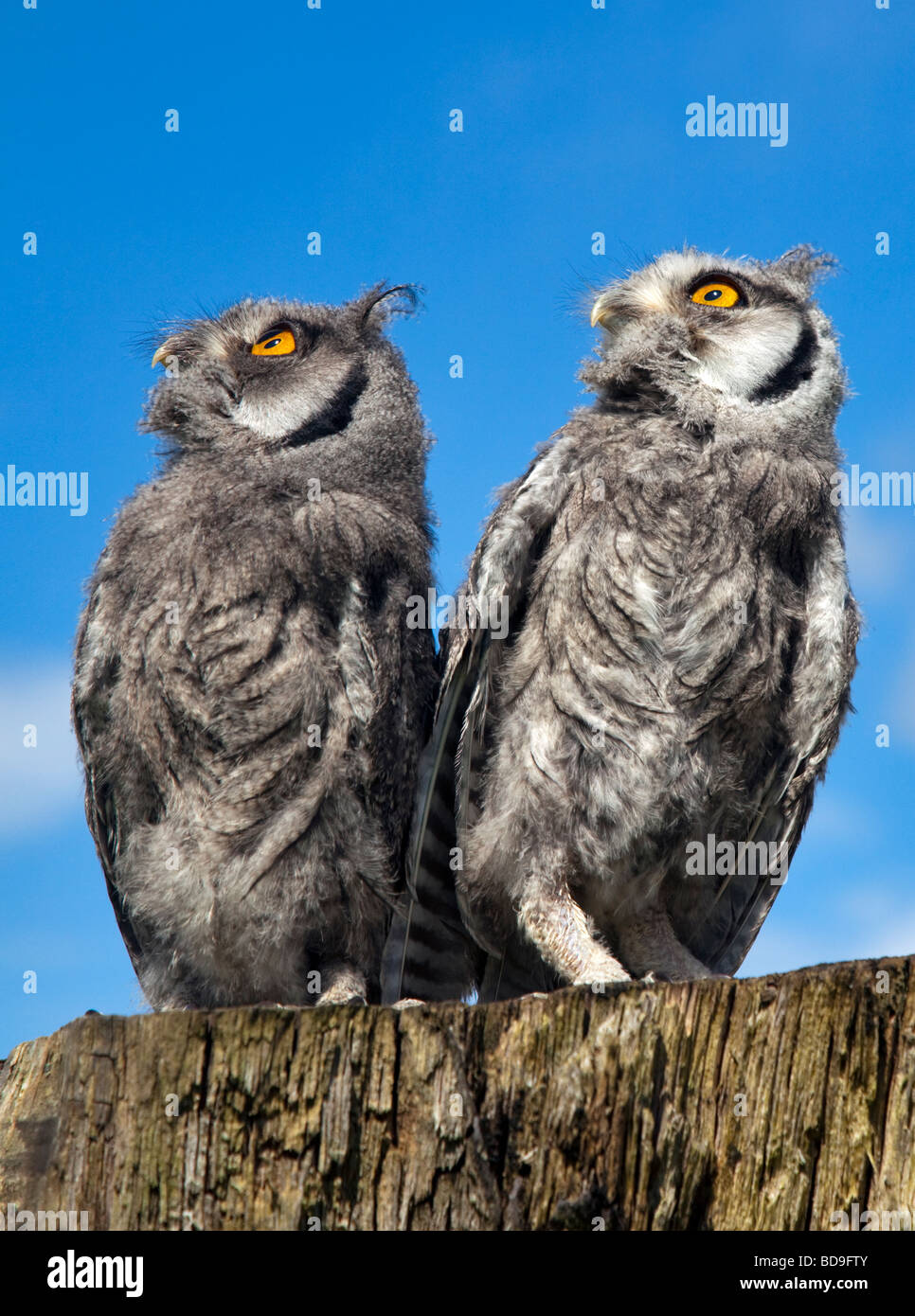 Two Fledgling White Faced Scops Owls (ptilopsis leucotis) Stock Photo