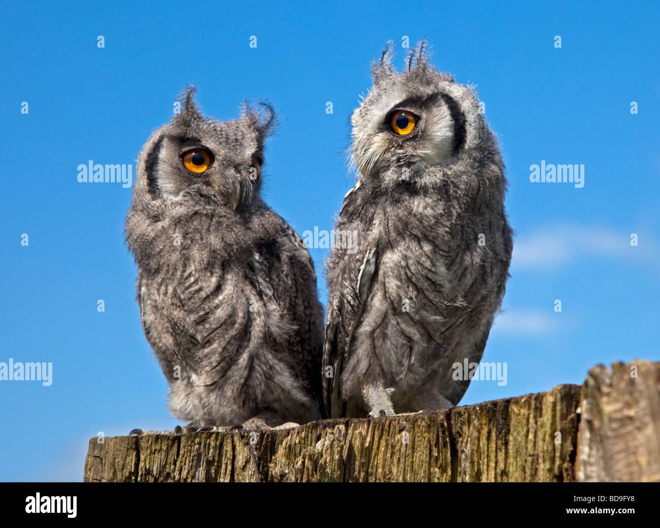 Two Fledgling White Faced Scops Owls (ptilopsis leucotis) Stock Photo