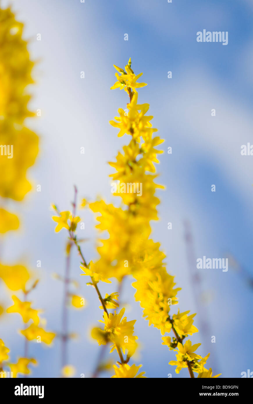Plant Rising Up plants growing up Stock Photo - Alamy