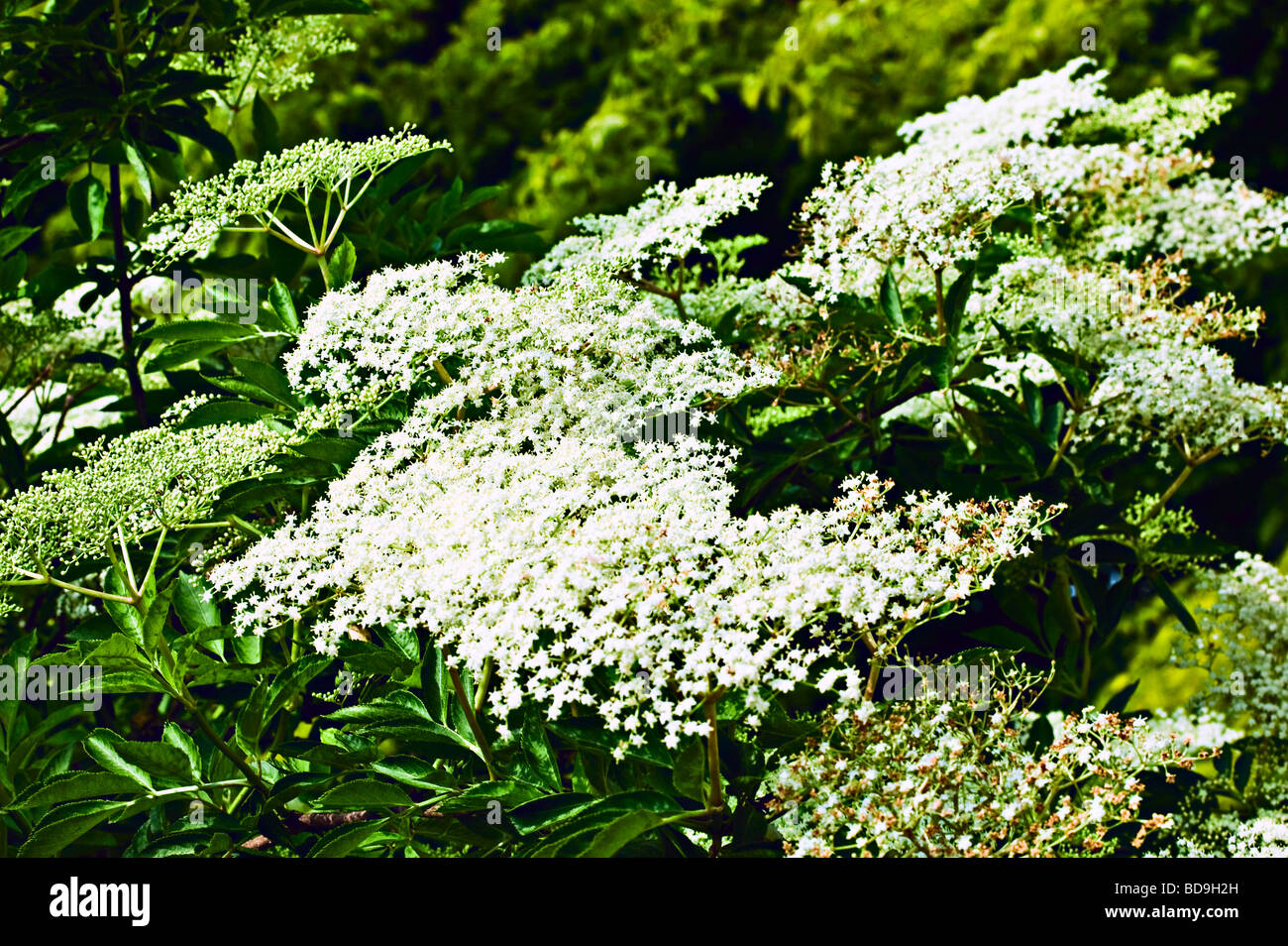 white  flowers in garden Stock Photo