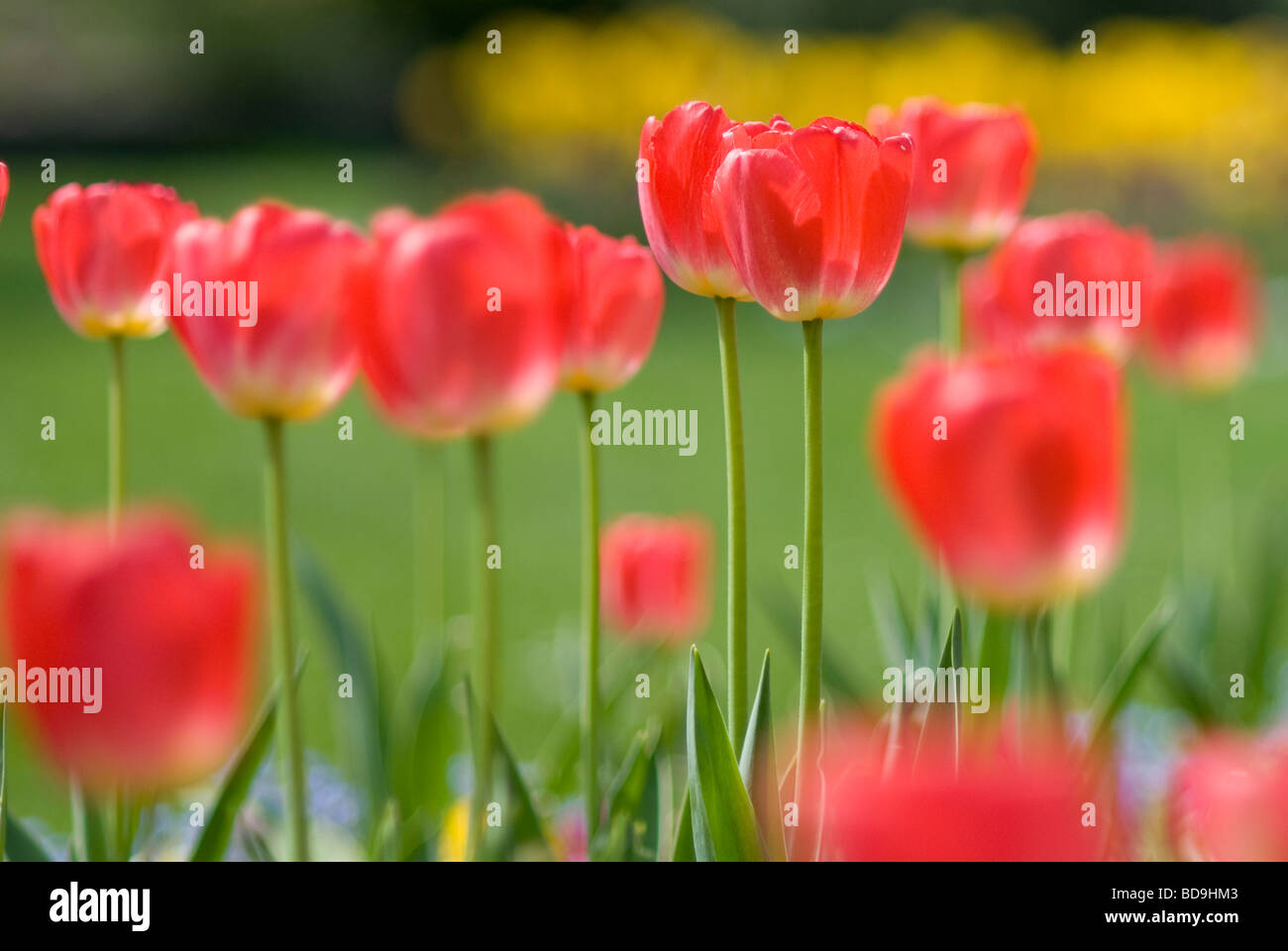 Red Tulips in bloom Stock Photo - Alamy