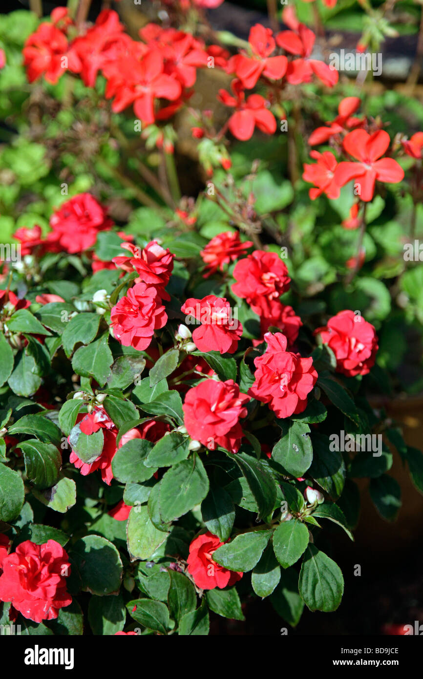 A pot of red impatiens or Busy Lizzie plants Stock Photo