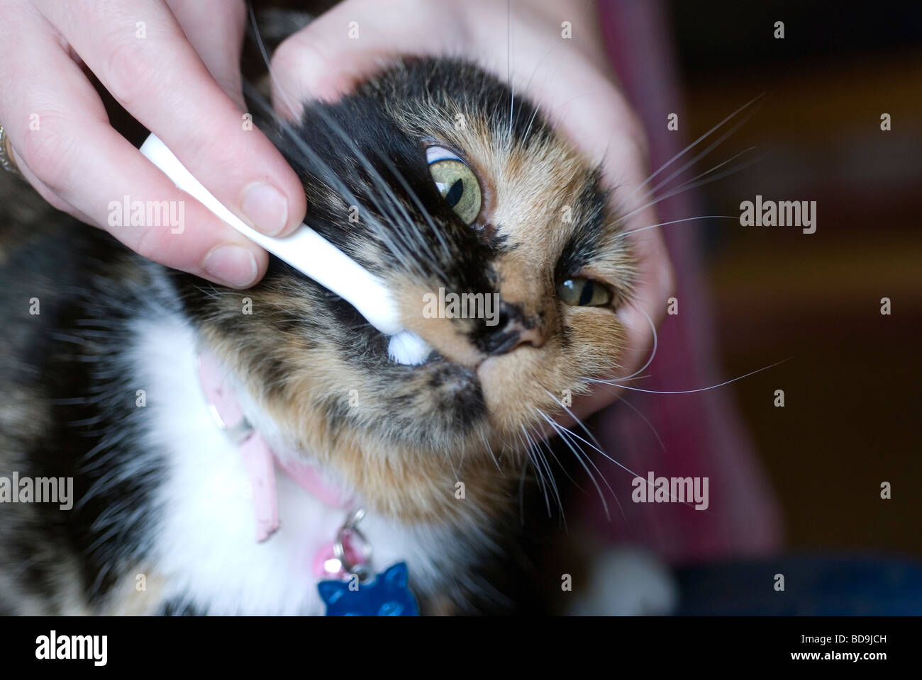 Cat welfare,cleaning the cats teeth,canine hygiene,domestic cat tooth cleaning, animal, cat