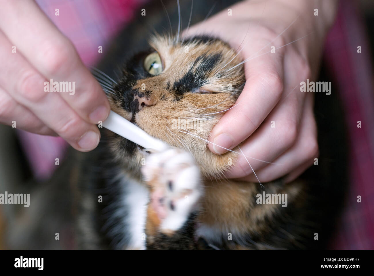 Cat welfare,cleaning the cats teeth,canine hygiene,domestic cat tooth