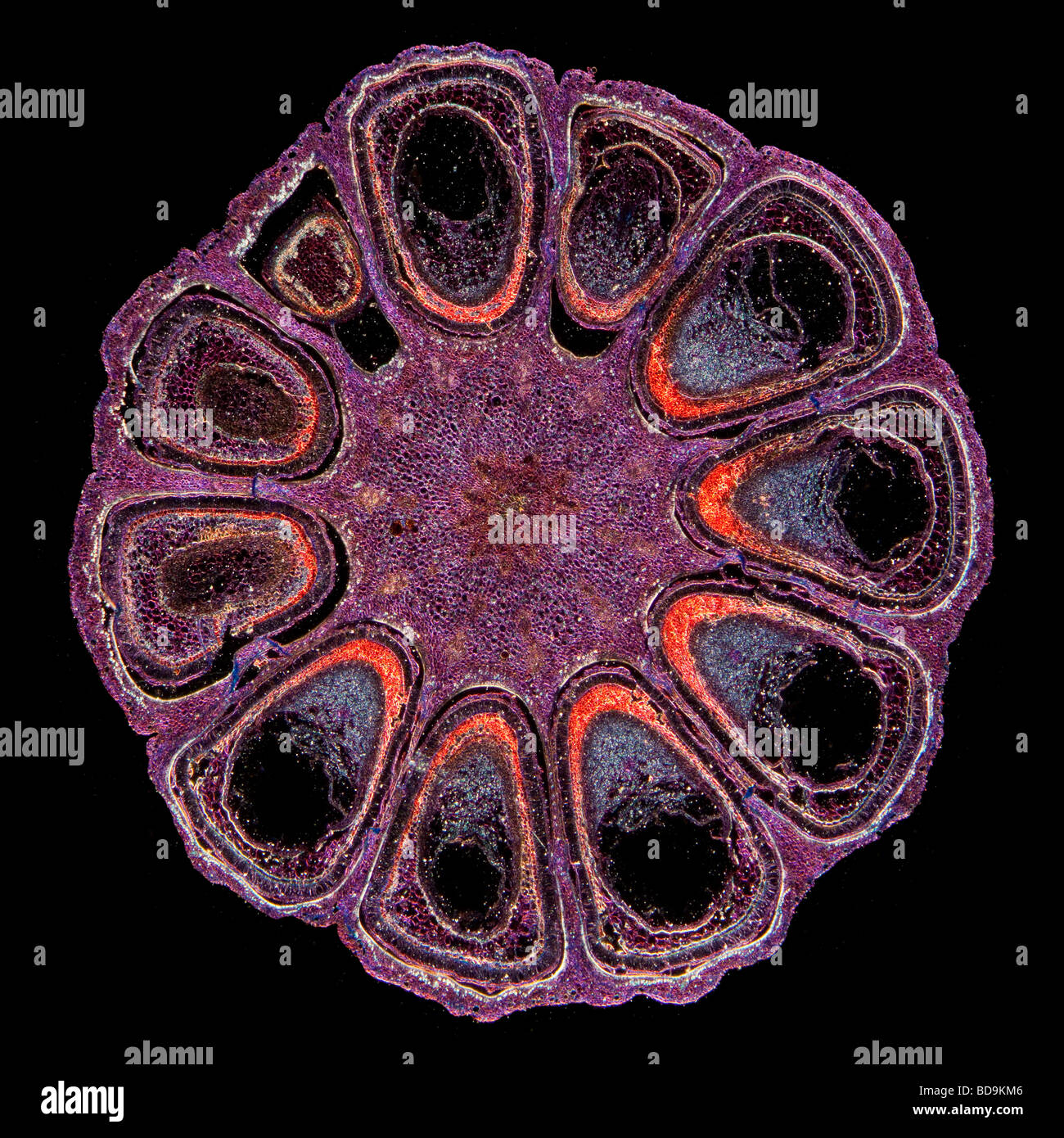 Lily Ovary Cross Section Labeled