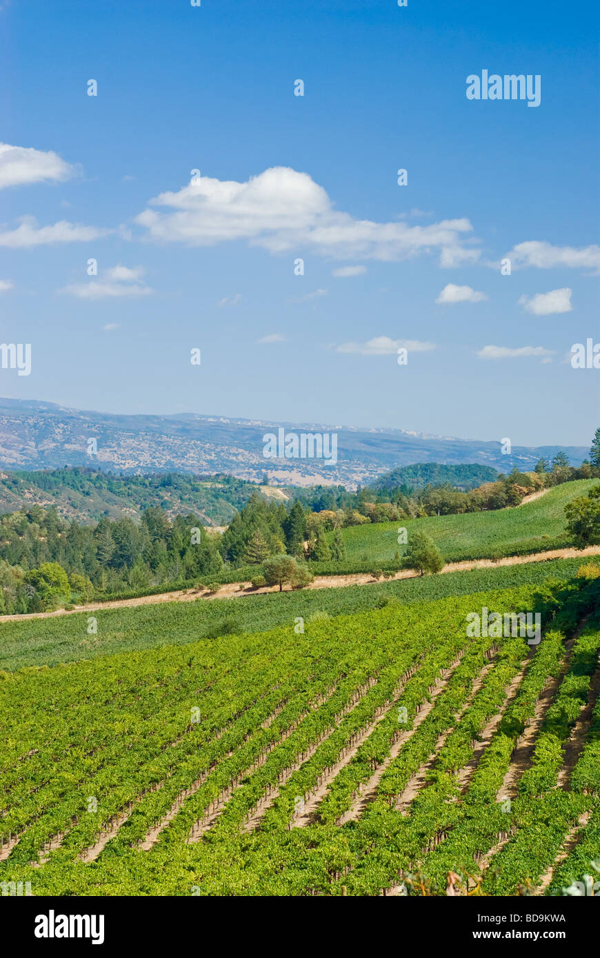 Tree trees st helena hi-res stock photography and images - Alamy