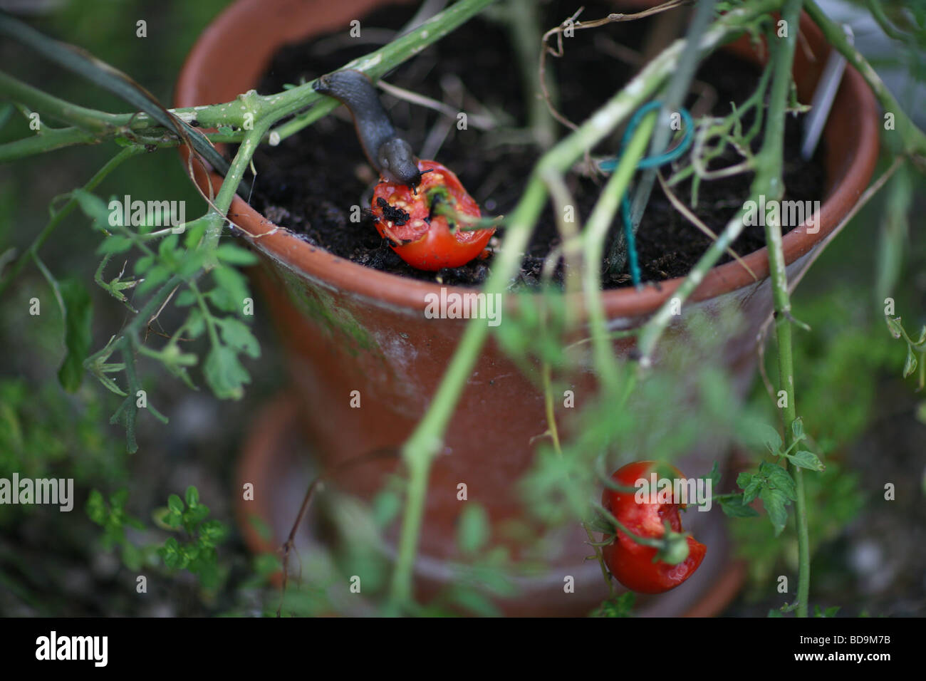A slug eating a tomato on the vine Stock Photo Alamy