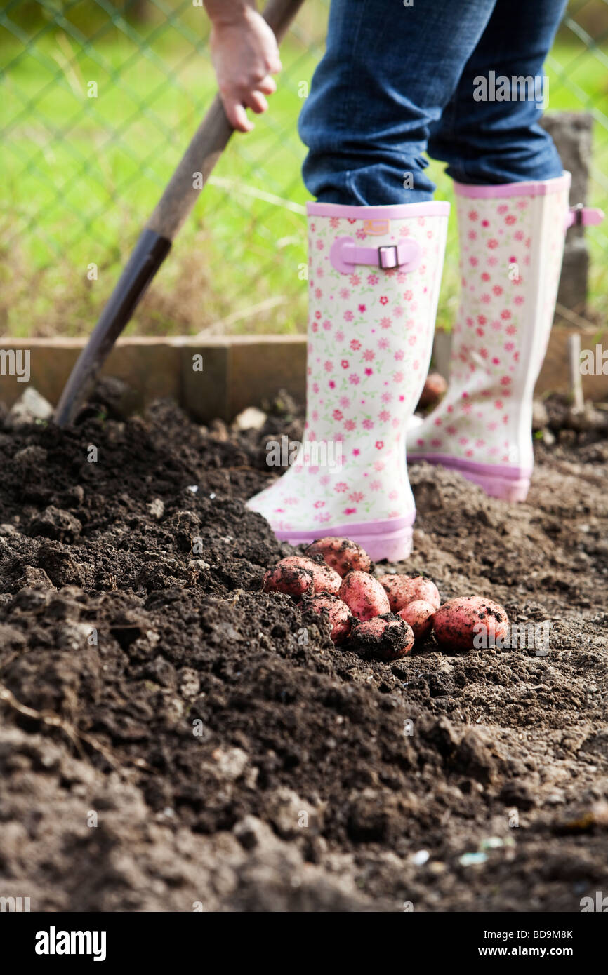 Adult female digging for potatoes in a garden Stock Photo - Alamy