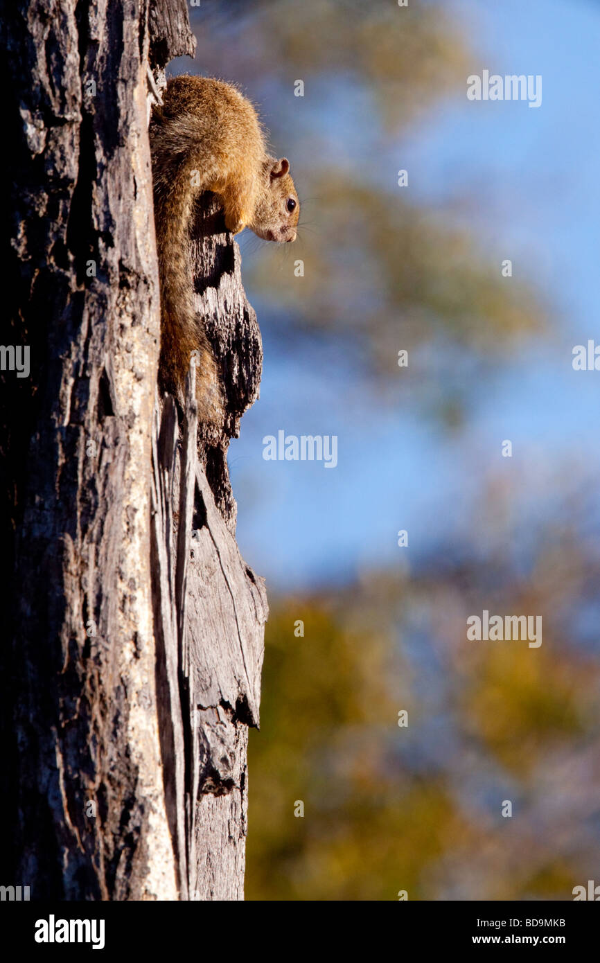 Tree Squirrel stretching, yawning and sunbathing. Balule, Greater