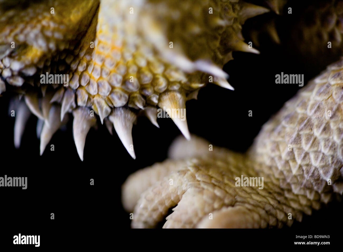 Macro shot of a bearded dragon lizard's spikes Stock Photo Alamy