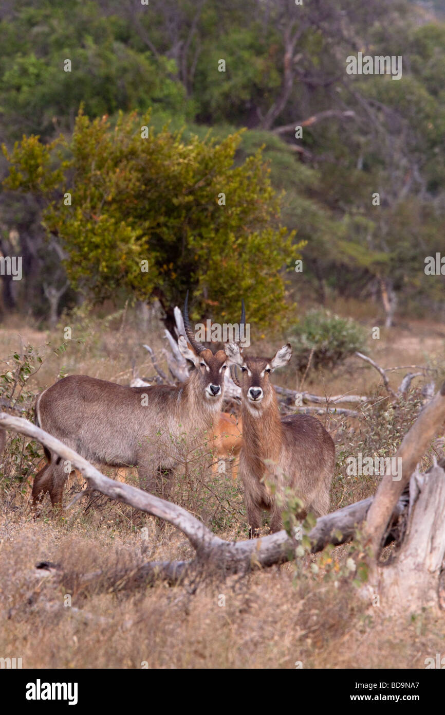 Waterbuck (Kobus Ellipsiprymnus) Balule, Greater Kruger National Park, Limpopo, South Africa. Stock Photo
