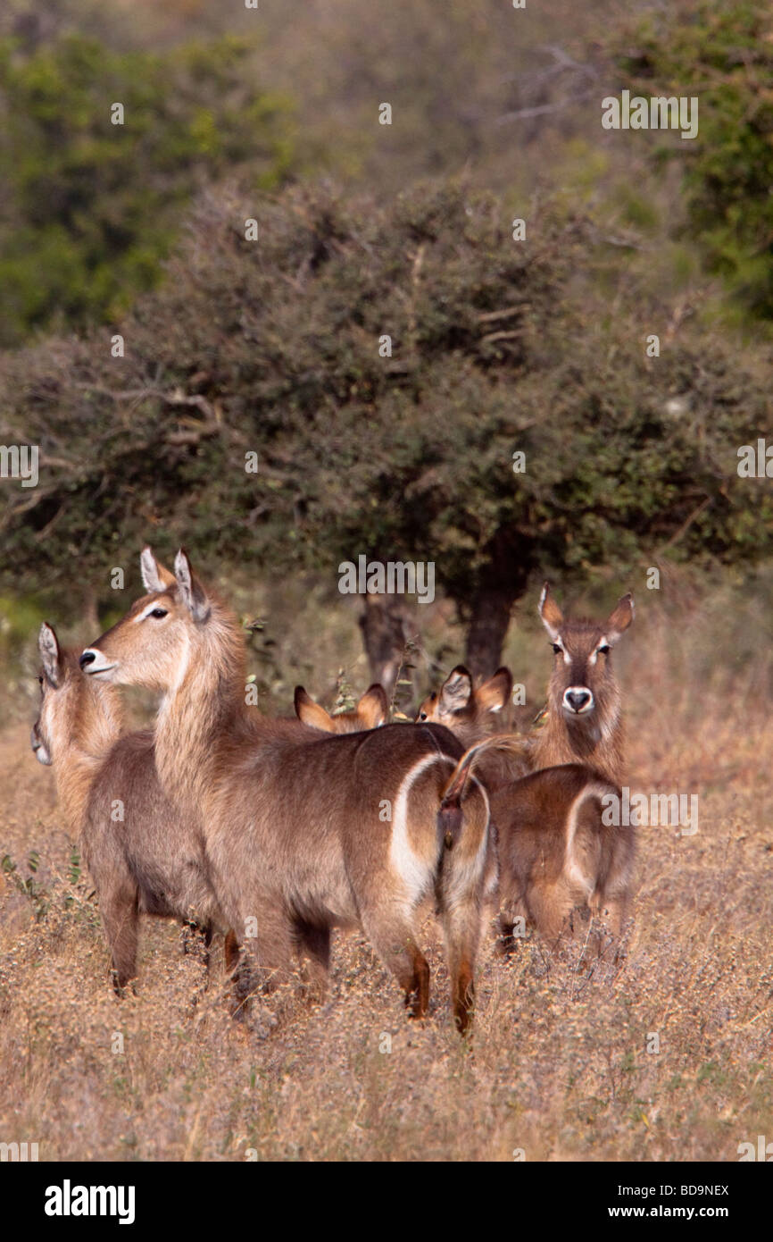 Waterbuck (Kobus Ellipsiprymnus) Balule, Greater Kruger National Park, Limpopo, South Africa. Stock Photo