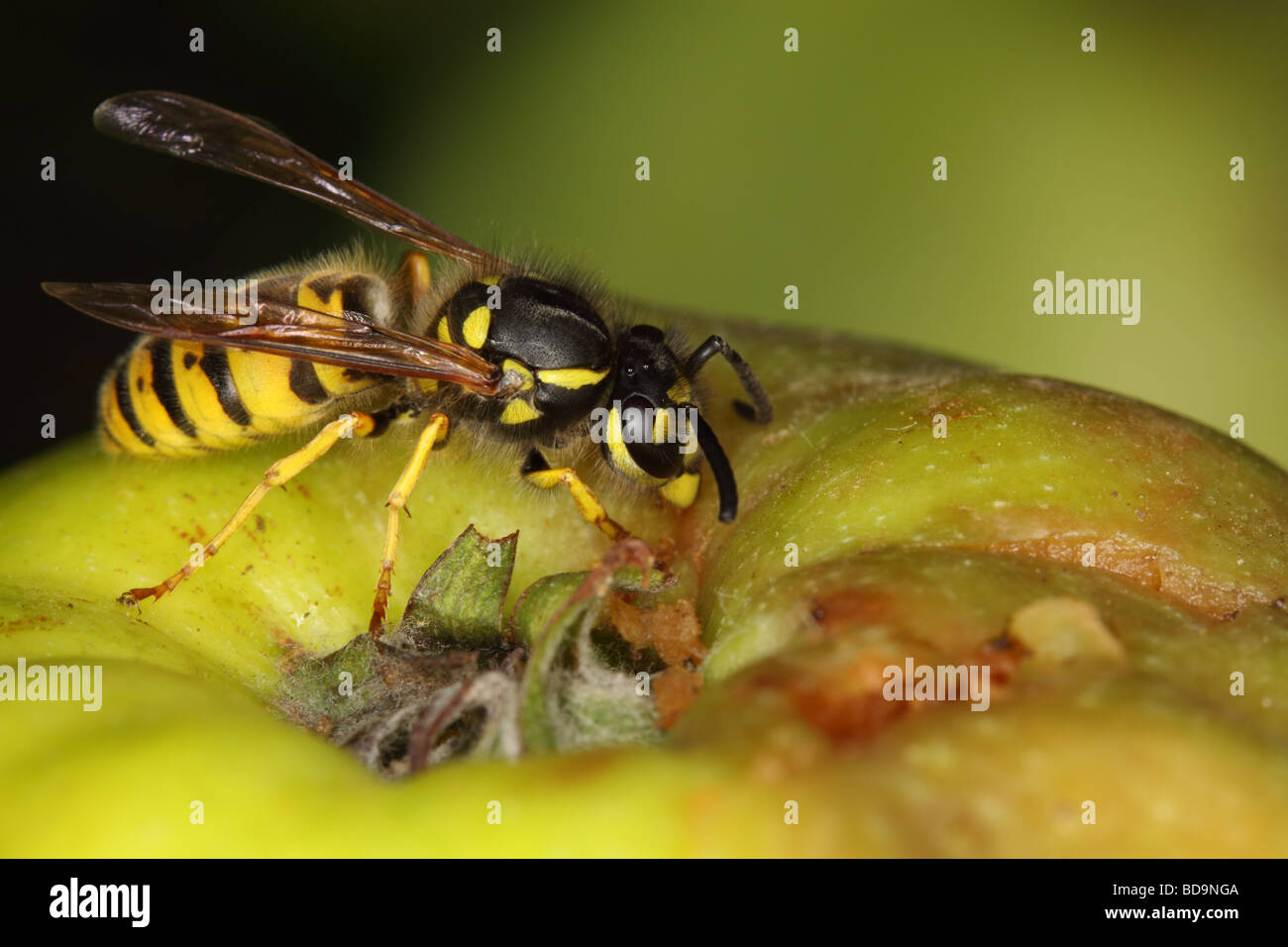 Wasp on Apple. Macro Stock Photo Alamy
