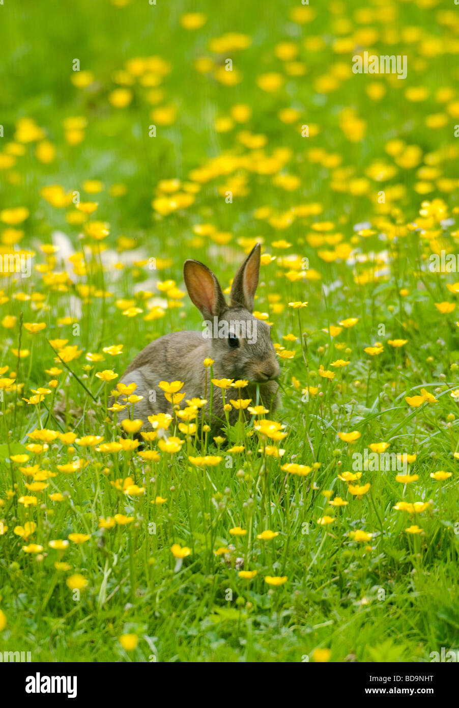 Rabbit feeding on buttercups and daisys in Oxfordshire field Stock