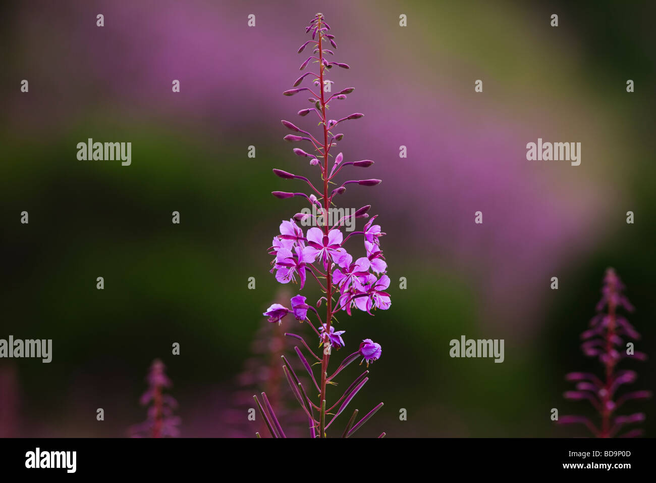 Rosebay willowherb growing wild in Scotland, UK, Great Britain Stock ...