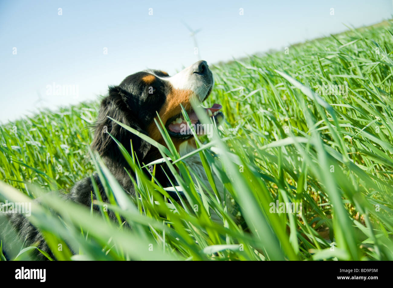 View of A cute dog in the grass Stock Photo - Alamy