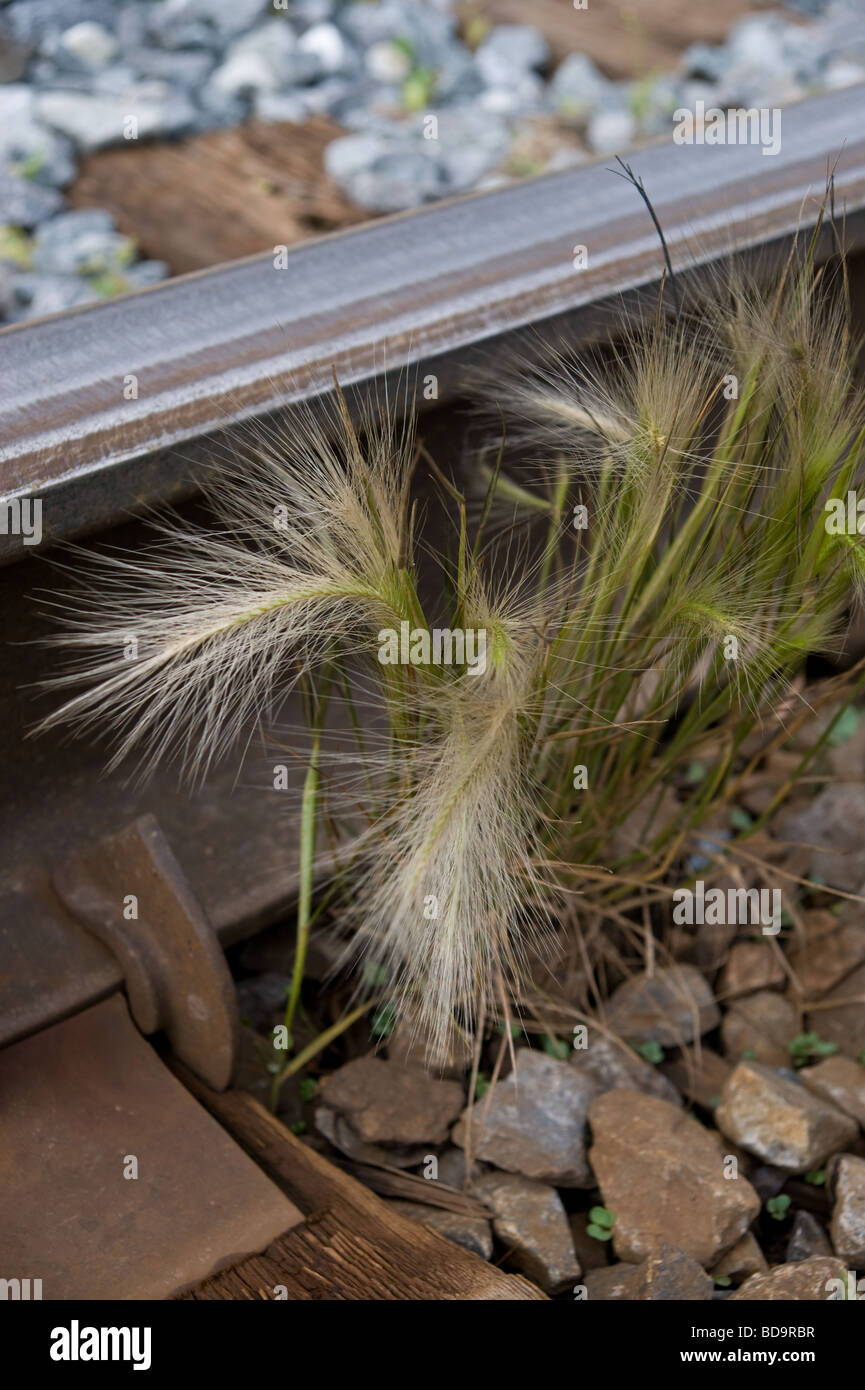 Weeds growing track side at Banff station, Canada Stock Photo