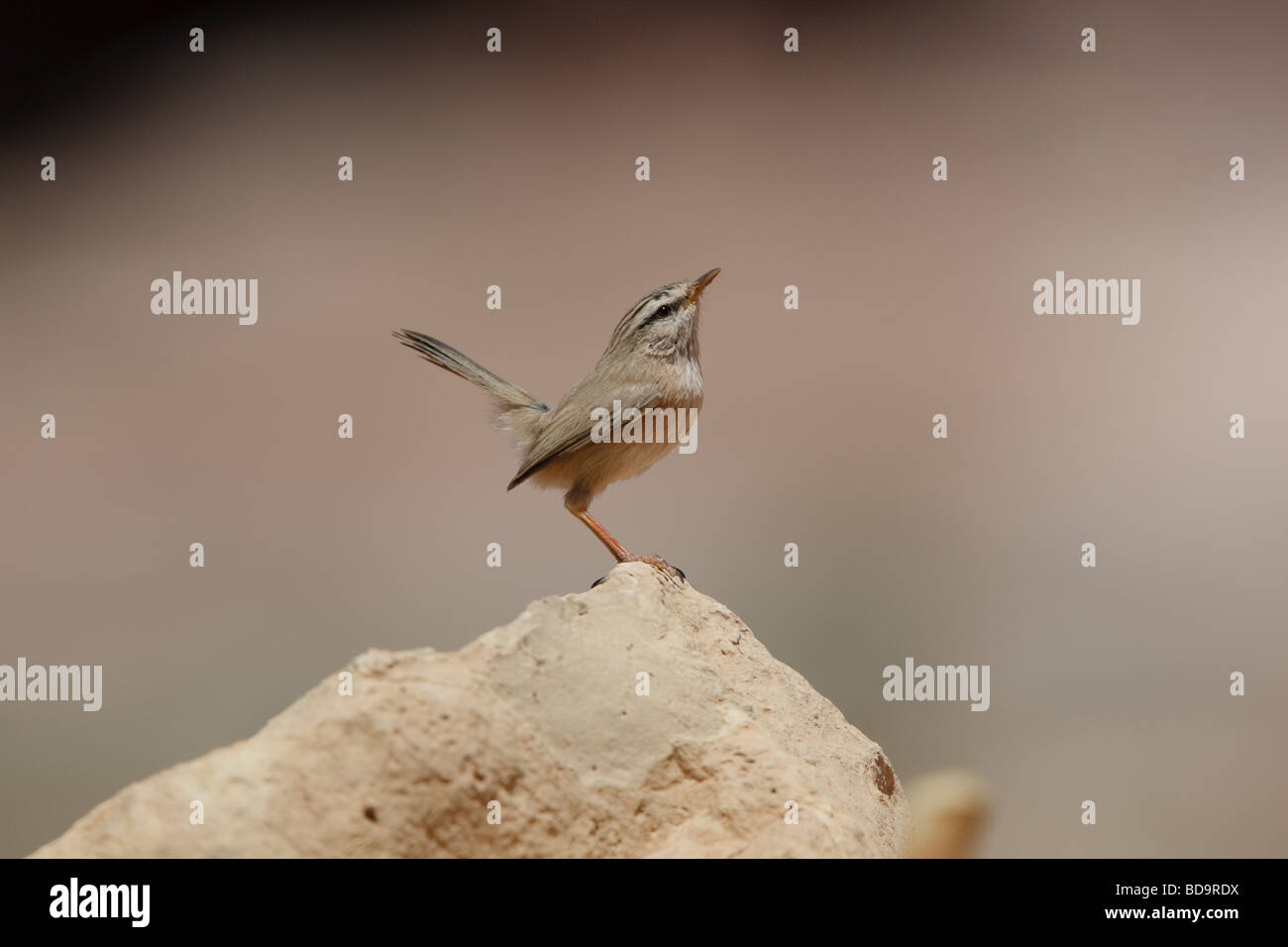 Scrub Warbler, Petra, Jordan Stock Photo Alamy