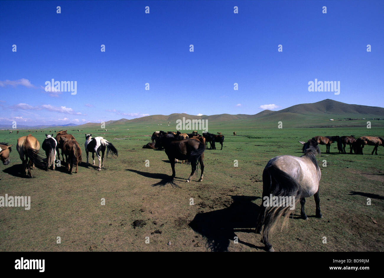 Horses in the steppe, Mongolia Stock Photo - Alamy