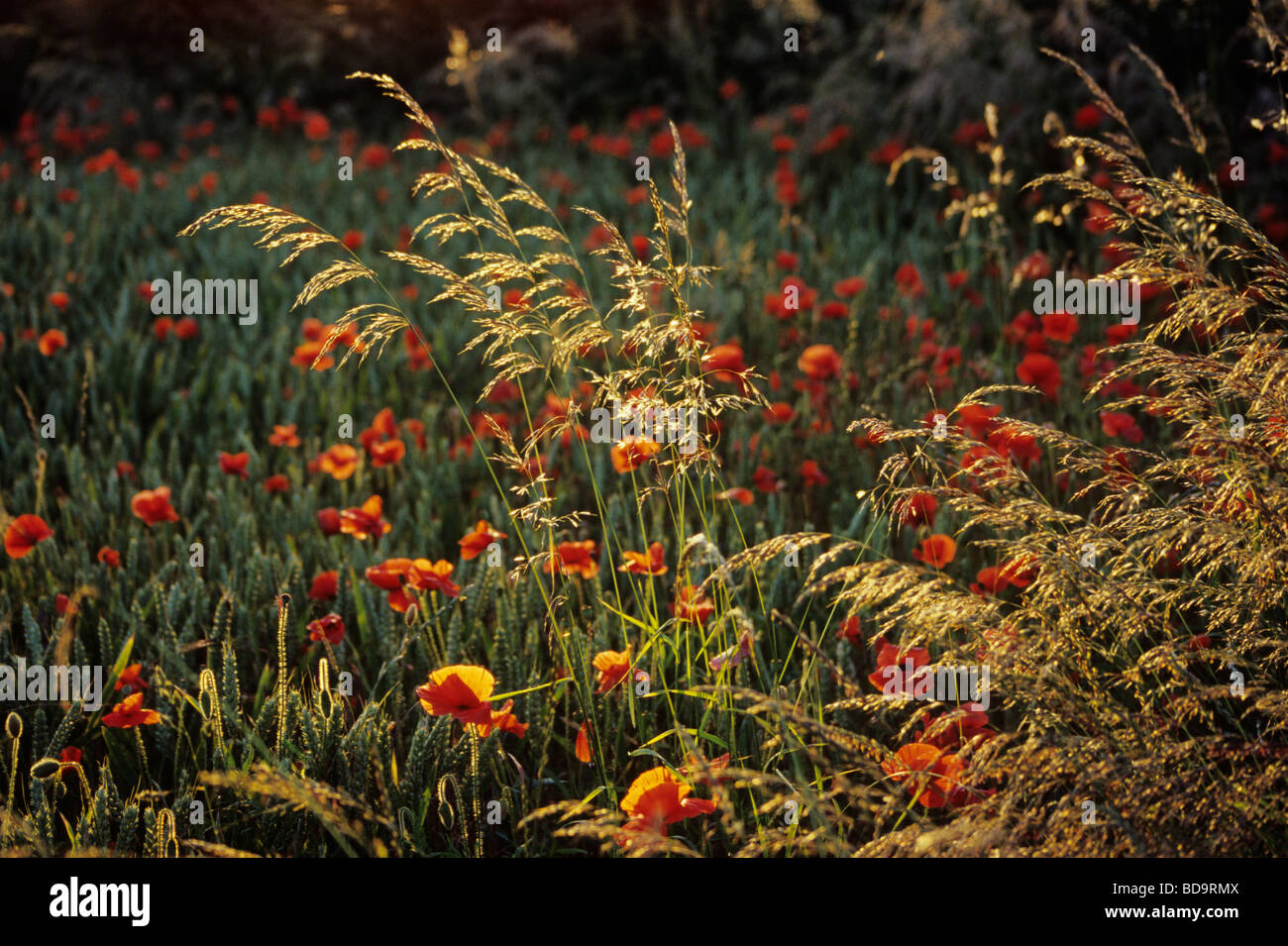 A field of poppies and wild grasses at Cleadon, Tyne and Wear, UK Stock Photo