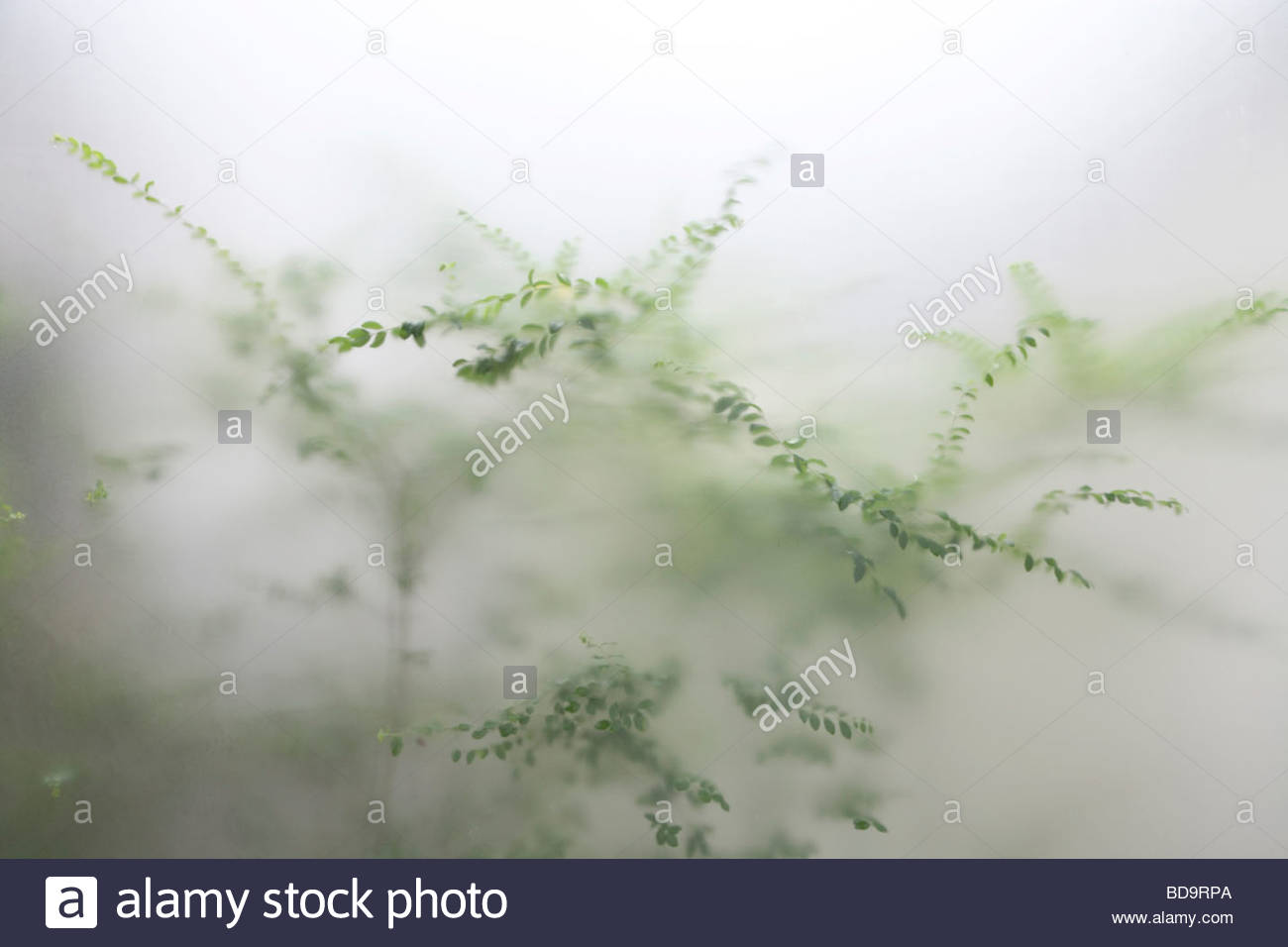 Frosted Glass Stock Photos & Frosted Glass Stock Images Alamy