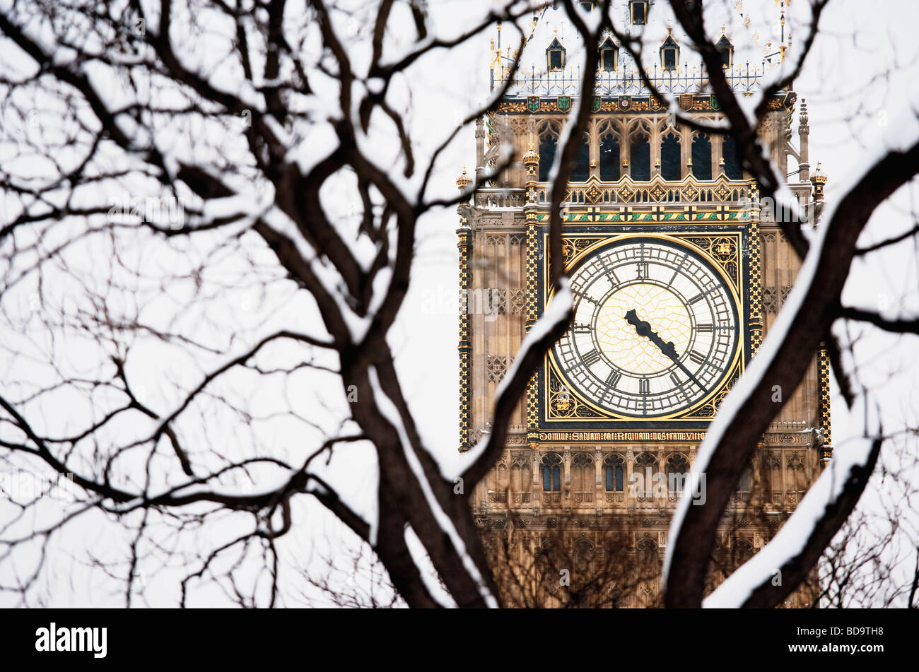 Snow on tree in front of Big Ben London England Stock Photo
